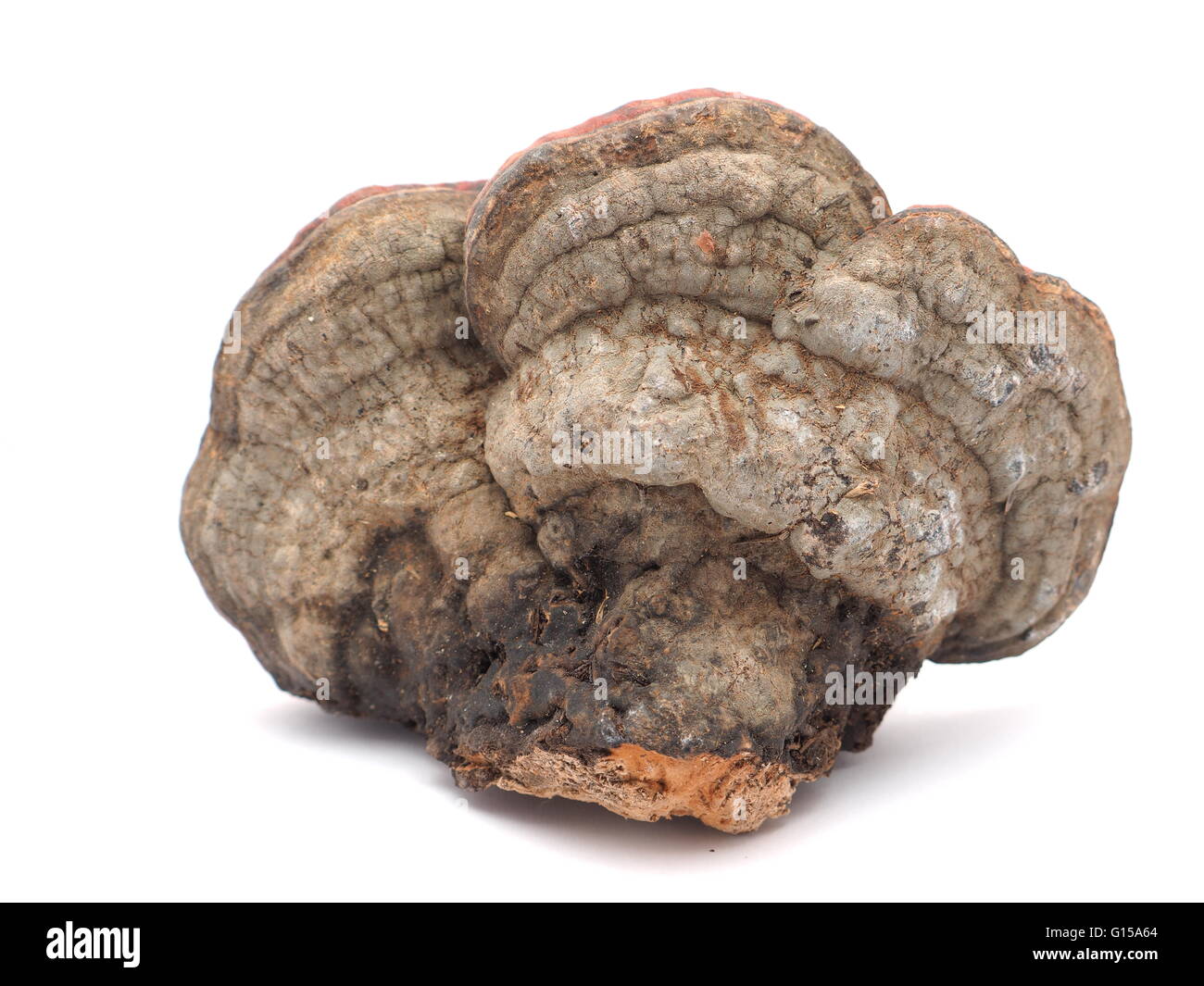 Polypore Pilz auf weißem Hintergrund Stockfoto