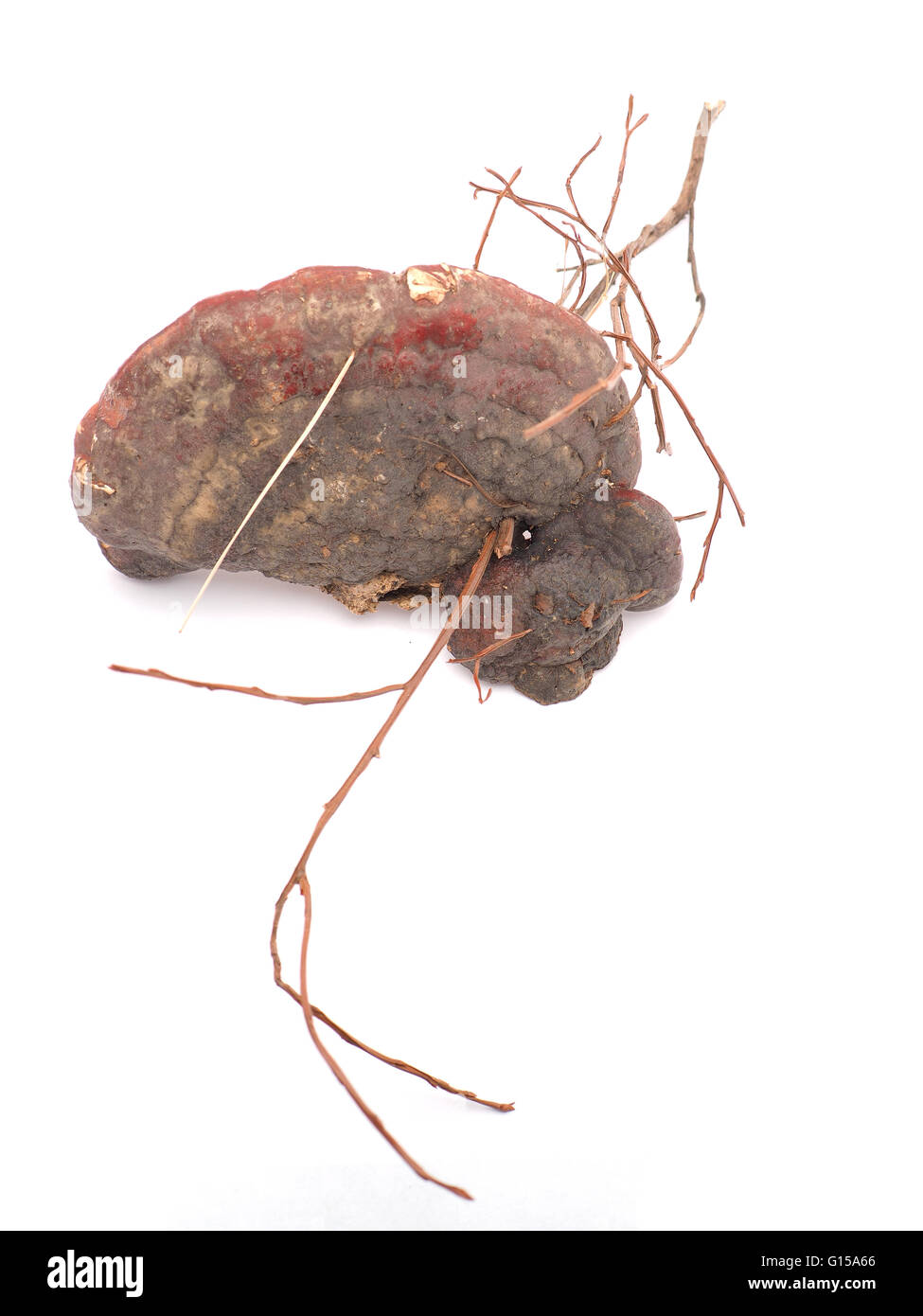 Polypore Pilz auf weißem Hintergrund Stockfoto