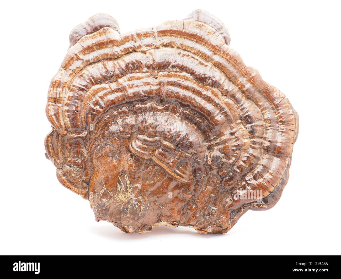 Polypore Pilz auf weißem Hintergrund Stockfoto