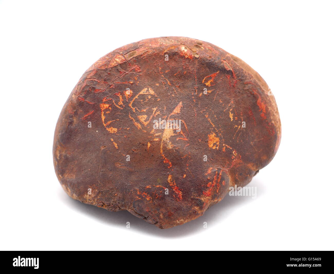 Polypore Pilz auf weißem Hintergrund Stockfoto