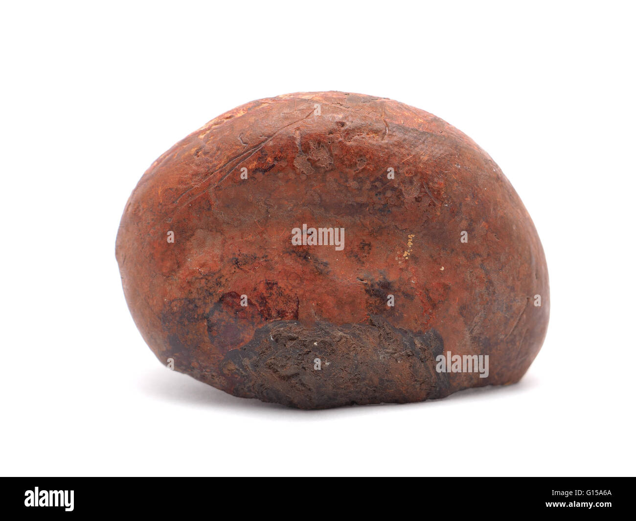 Polypore Pilz auf weißem Hintergrund Stockfoto