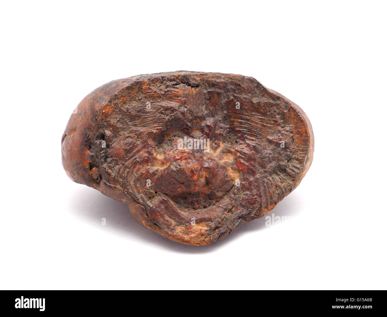 Polypore Pilz auf weißem Hintergrund Stockfoto