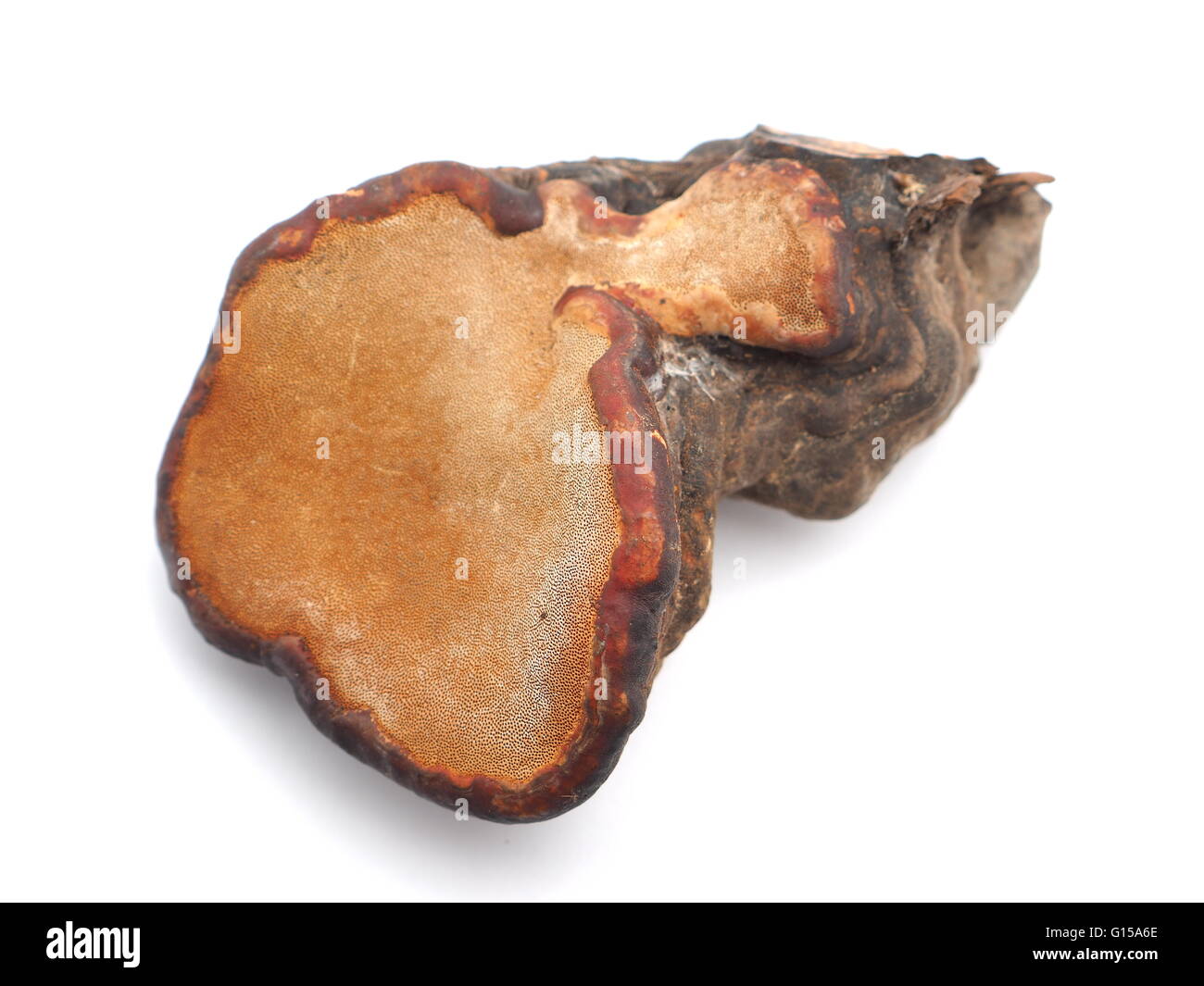 Polypore Pilz auf weißem Hintergrund Stockfoto