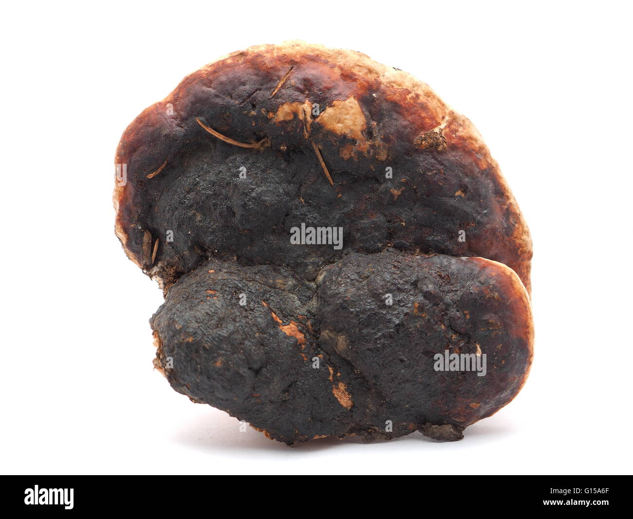 Polypore Pilz auf weißem Hintergrund Stockfoto