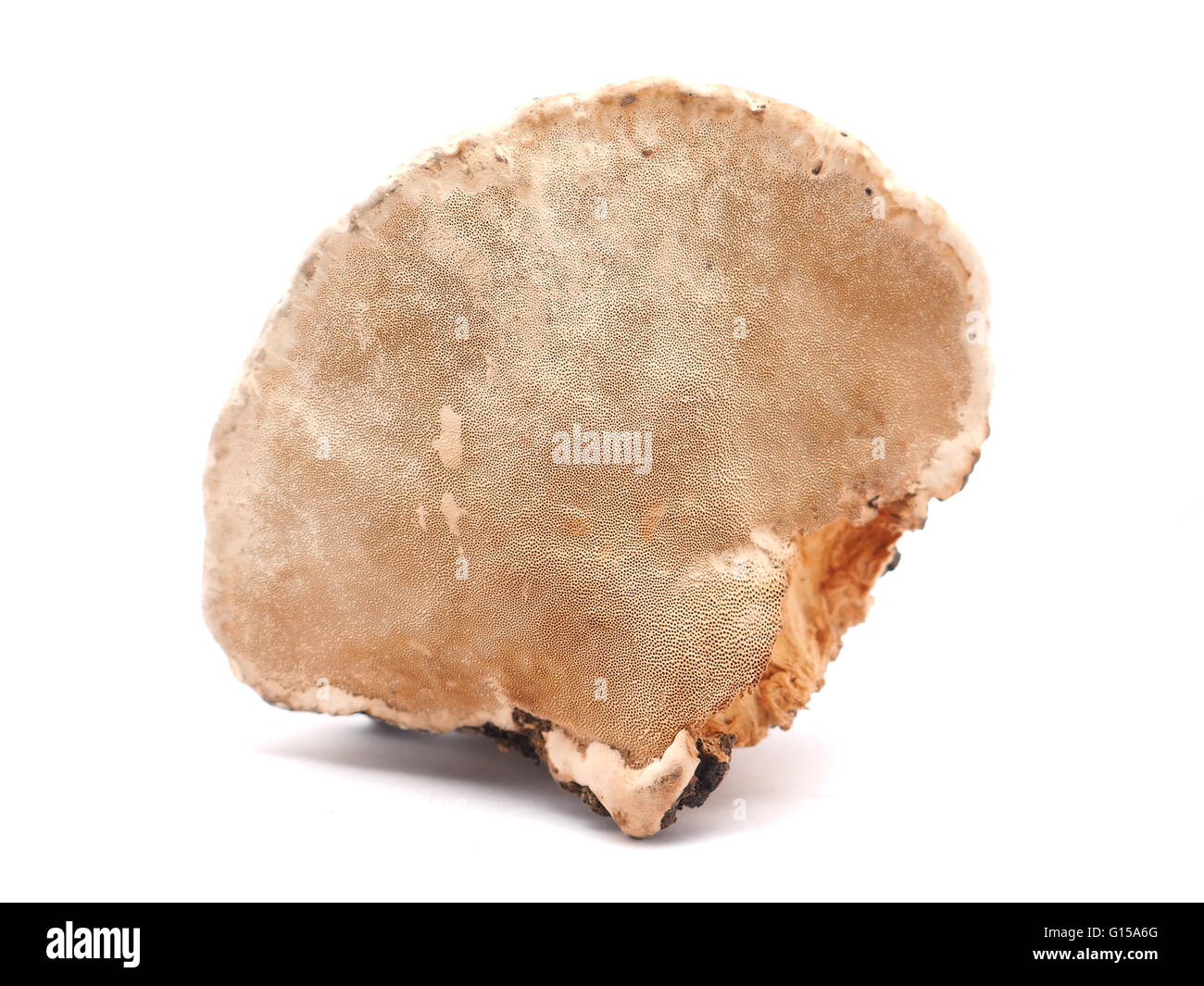 Polypore Pilz auf weißem Hintergrund Stockfoto