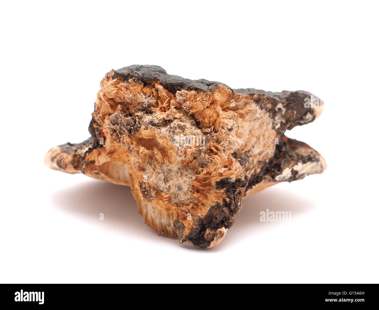 Polypore Pilz auf weißem Hintergrund Stockfoto