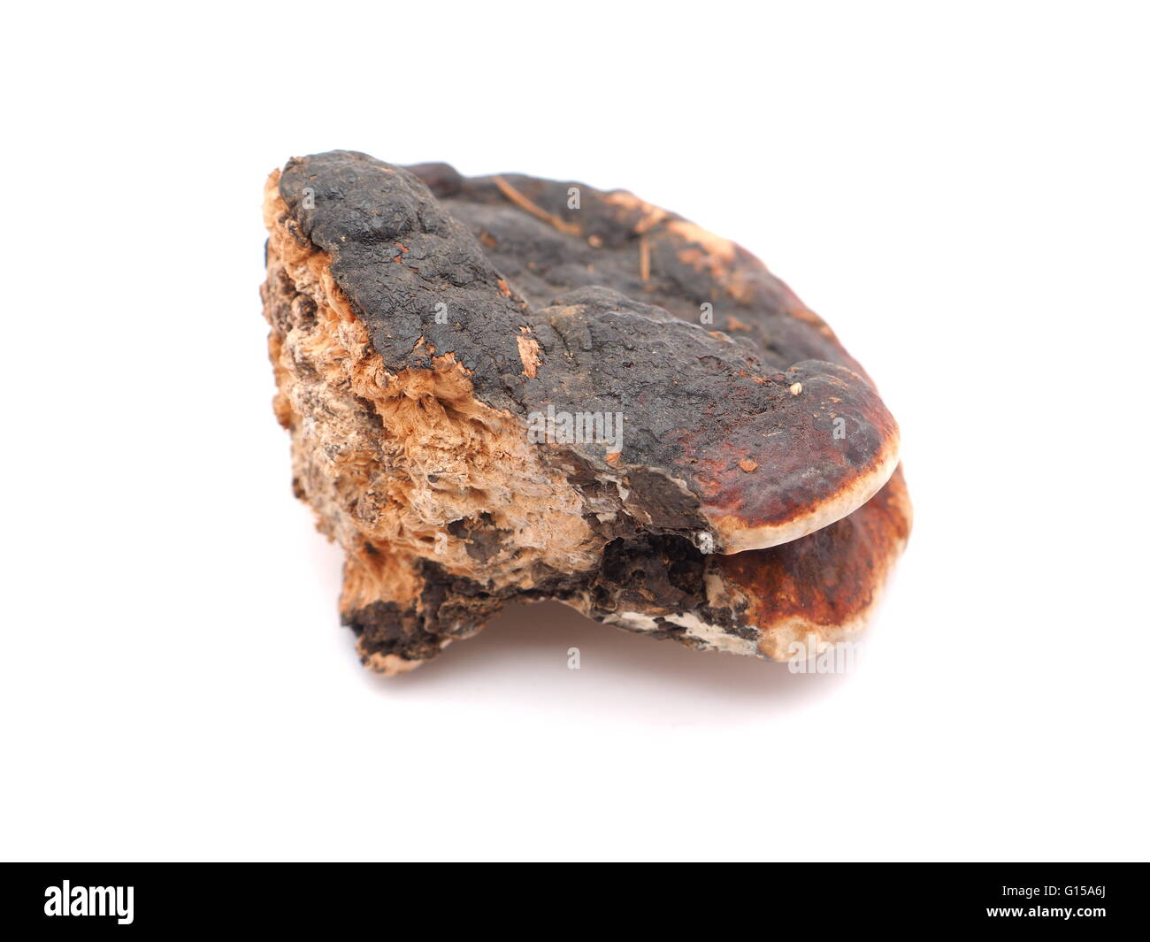 Polypore Pilz auf weißem Hintergrund Stockfoto