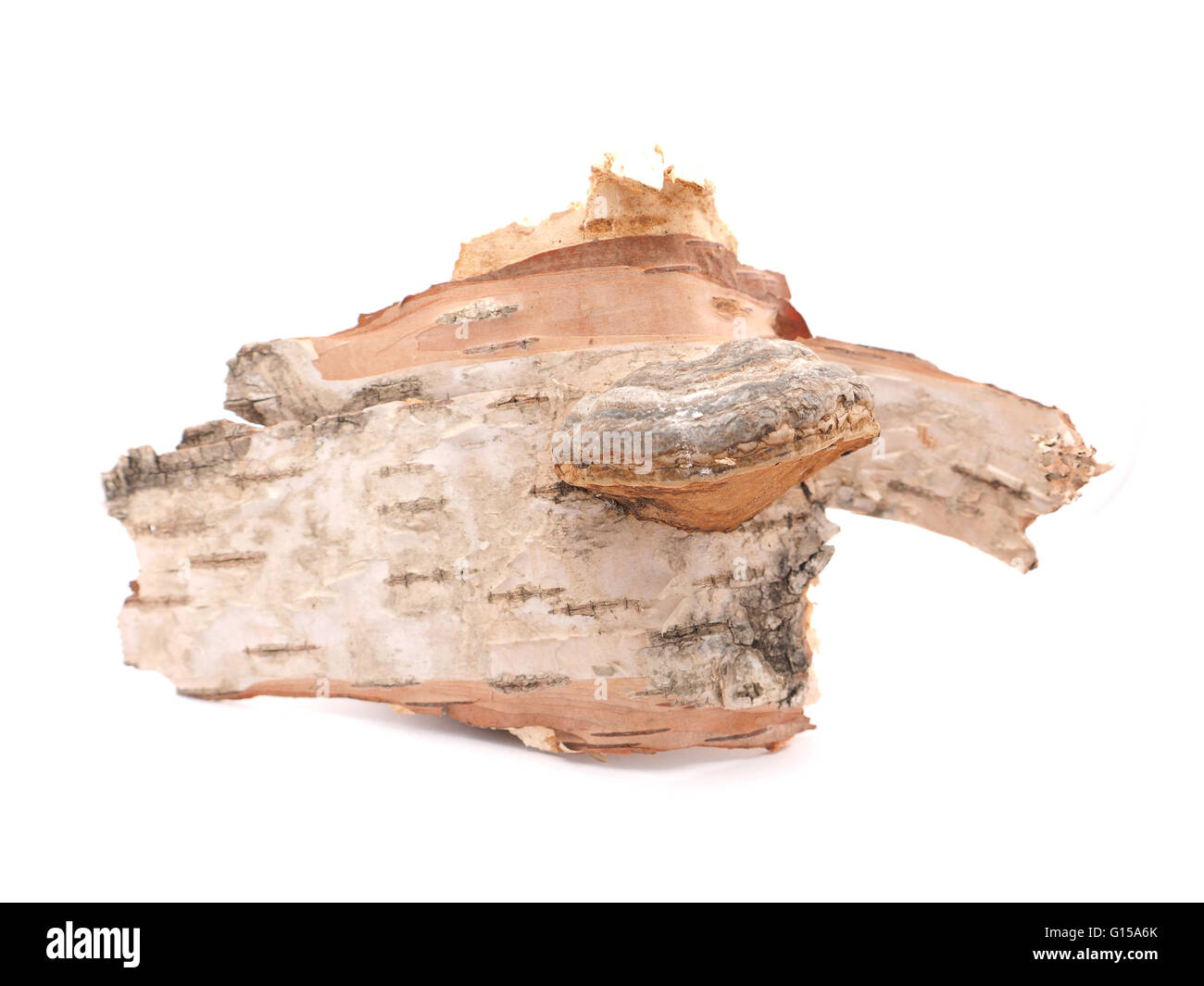 Polypore Pilz auf weißem Hintergrund Stockfoto