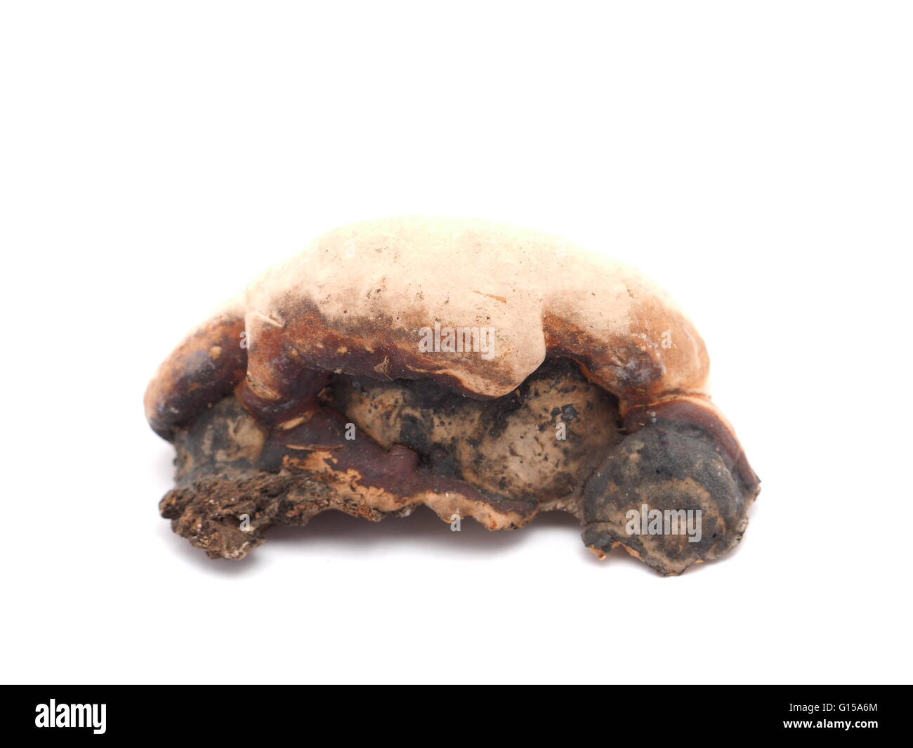 Polypore Pilz auf weißem Hintergrund Stockfoto
