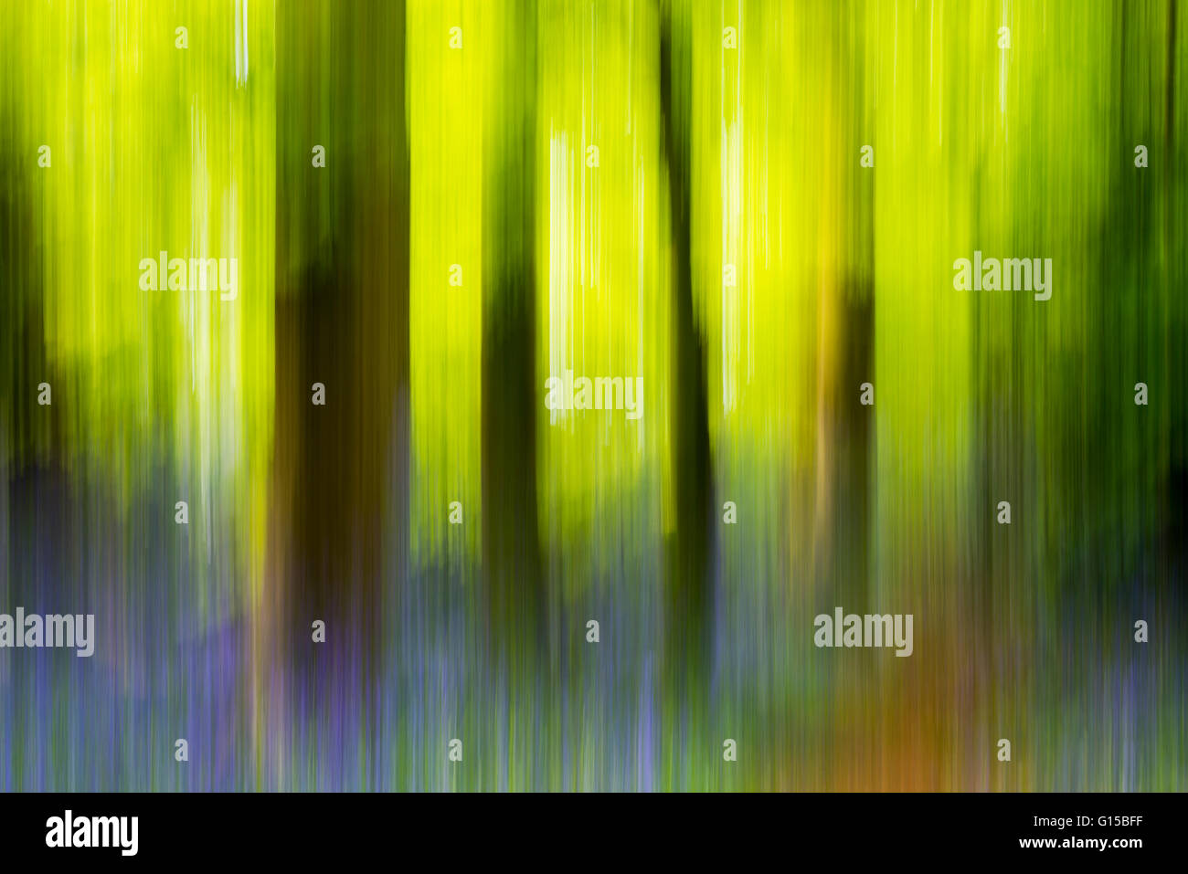 Glockenblumen, Wald, Garstang, England, uk, Europa Stockfoto