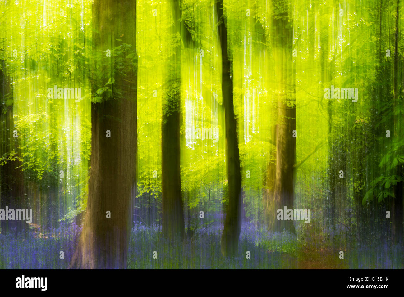Glockenblumen, Wald, Garstang, England, uk, Europa Stockfoto