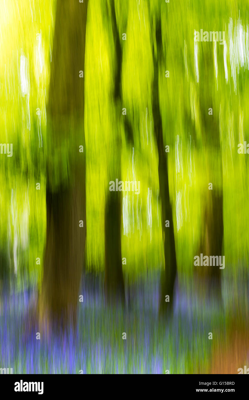 Glockenblumen, Wald, Garstang, England, uk, Europa Stockfoto