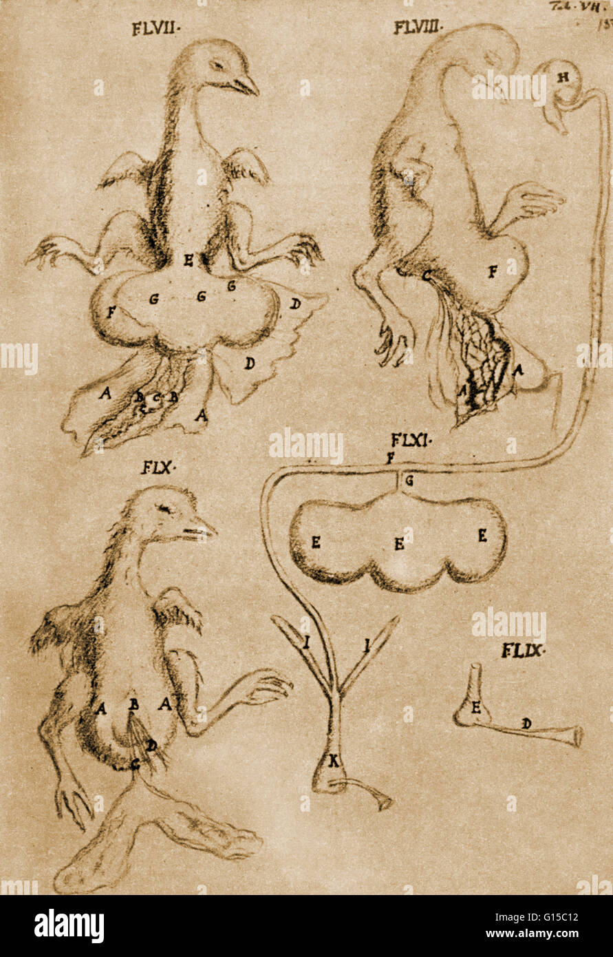 Marcello Malpighis Zeichnungen eines Huhns ab dem 19. Tag der Bebrütung zu schlüpfen. Marcello Malpighi (1628-94) war ein italienischer Biologe und Erfinder des Mikroskops. Nach den Theorien von Galileo war Malpighi der erste, ein Mikroskop, sl bauen Stockfoto