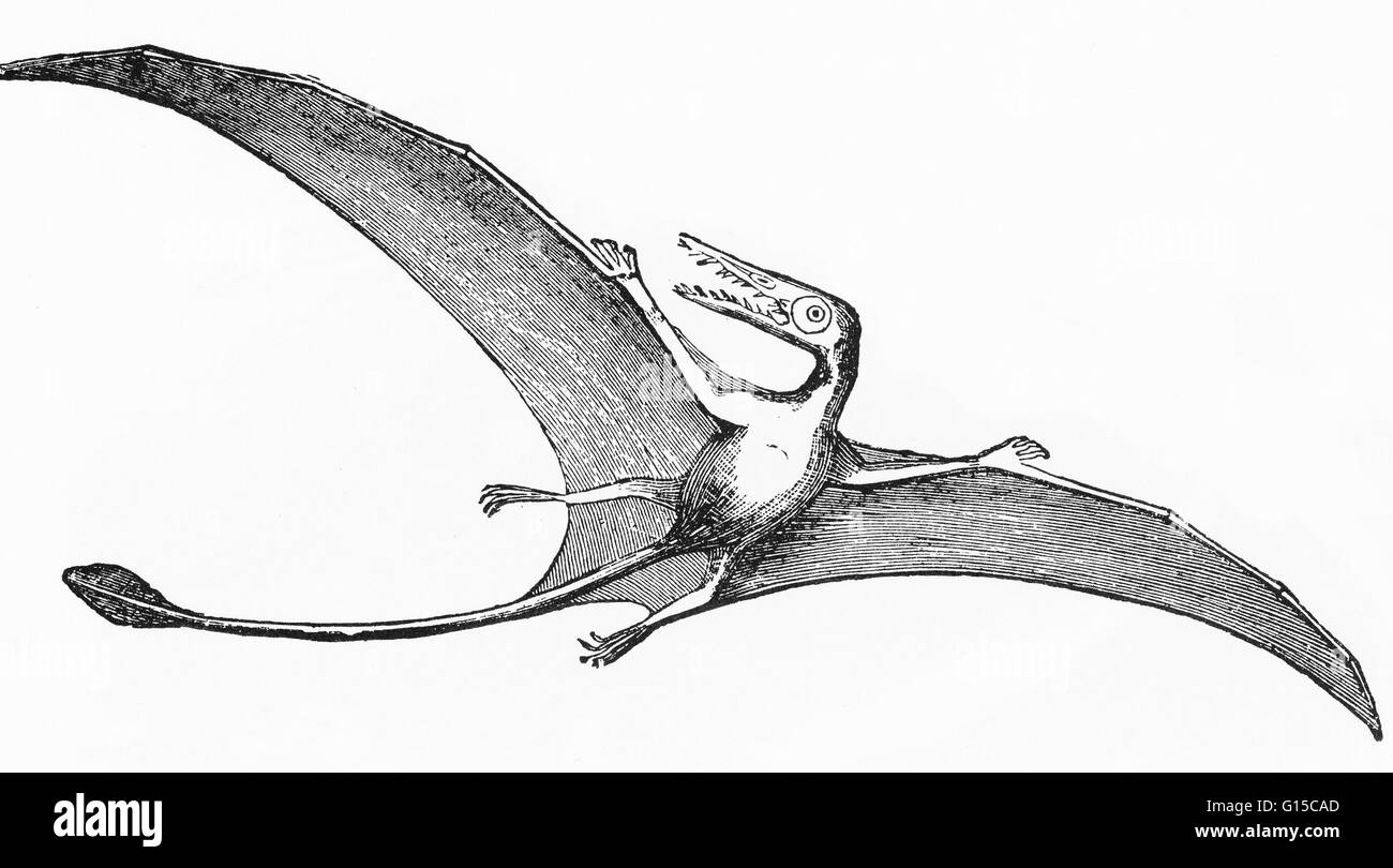 Pterodactylus eine Reihe von Gattungen von fliegenden Reptilien der ausgestorbenen Ordnung javelina, aus der Jura- und Kreidezeit, haben eine stark reduzierte Tail und Zähne, vogelartigen Schnabel und und einer Spannweite von bis zu 3,3 ft. Flugsaurier ("geflügelten Echse") Stockfoto