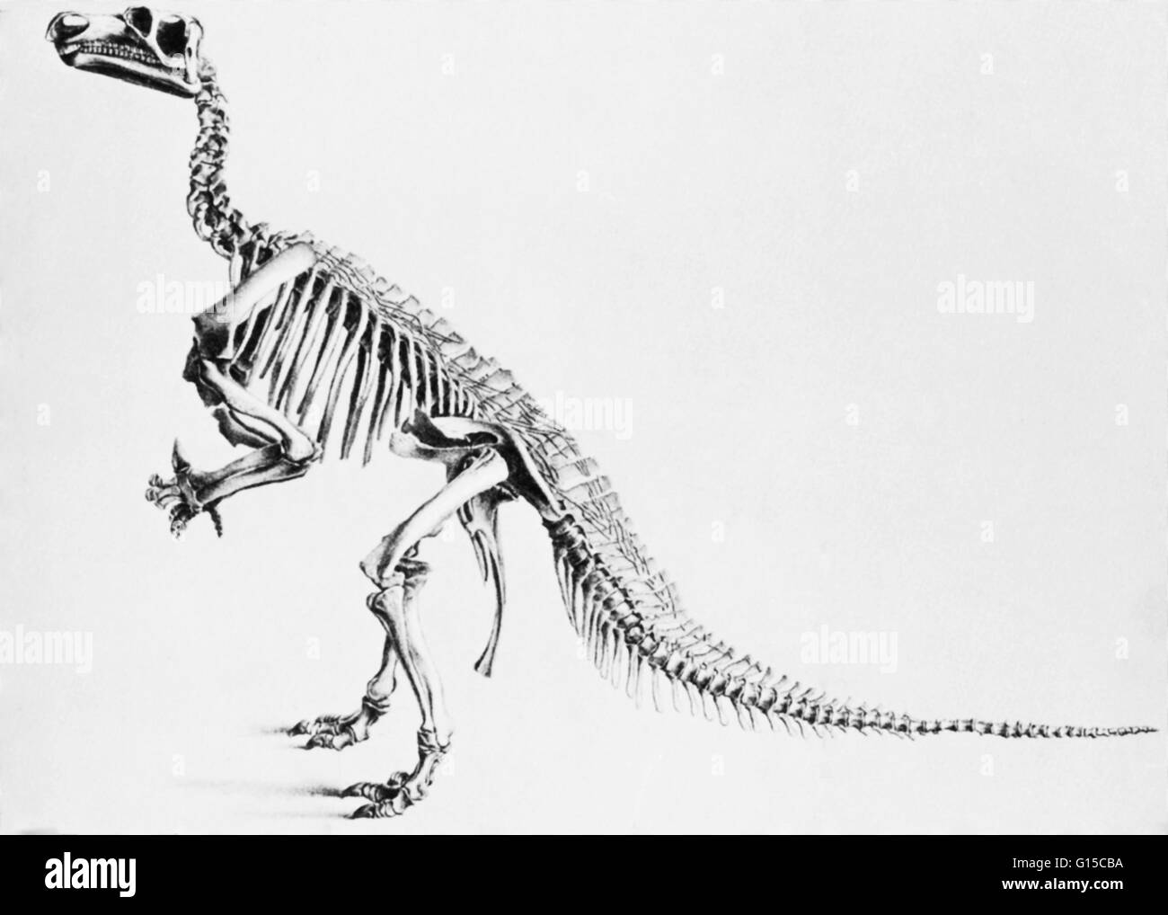 Die Wort Dinosaurier wurde von Richard Owen im Jahr 1841 Deinos (schrecklich) + Sauros (Eidechse), die beschreiben verschiedene ausgestorbene Reptilien der Ordnungen Saurischia und Ornithischia, die während der mesozoischen Ära blühte geprägt. Dinosaurier waren fleischfressende oder Pflanzenfresser, Stockfoto