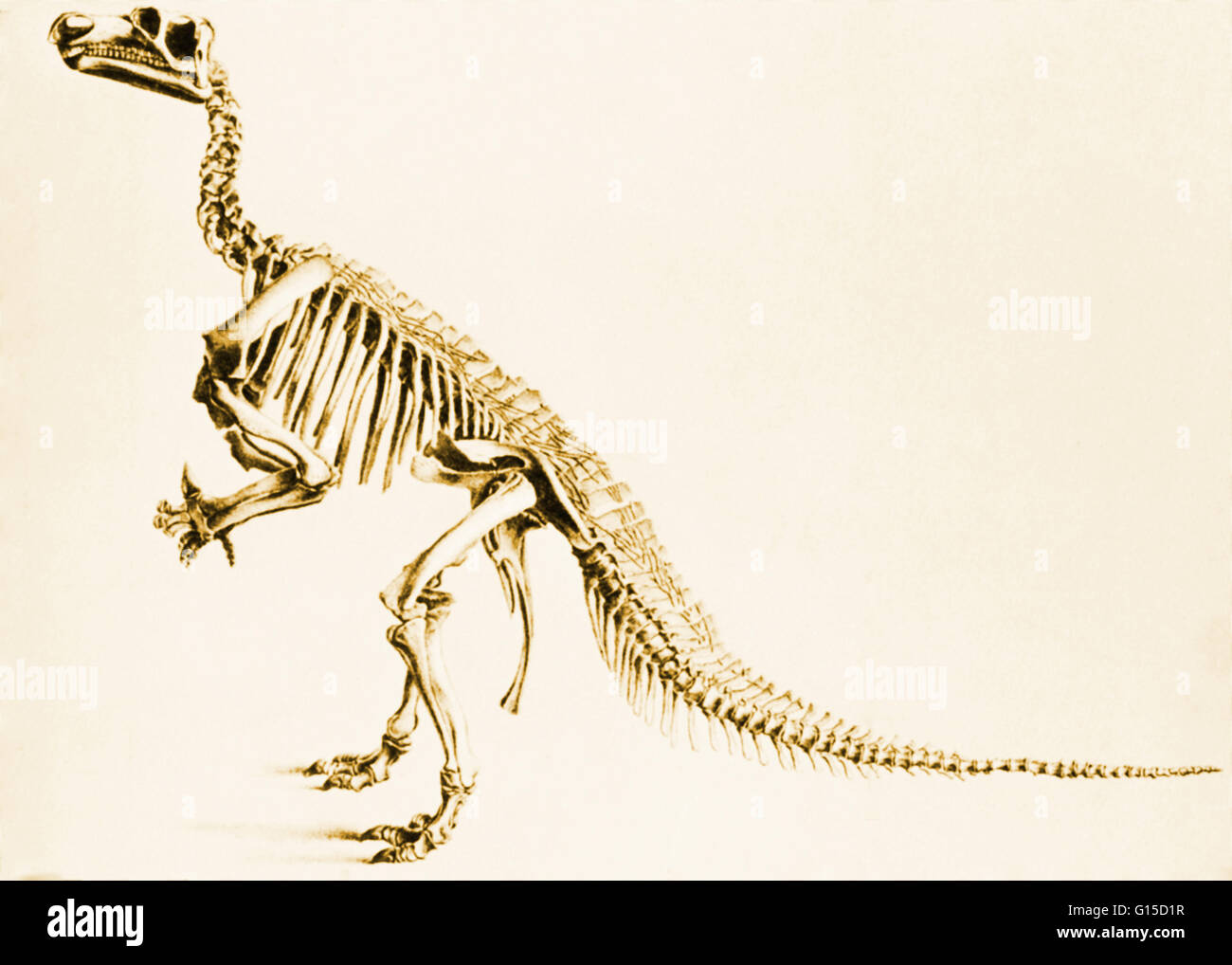 Abbildung eines Skeletts von Iguanodon von Bernissart, Belgien. Das Skelett wurde in einem Kohle mine im Jahre 1878 in einer Tiefe von 1046 ft gefunden. Die Wort Dinosaurier wurde geprägt von Richard Owen im Jahr 1841 Deinos (schrecklich) + Sauros (Eidechse), die verschiedenen Exti beschreiben Stockfoto