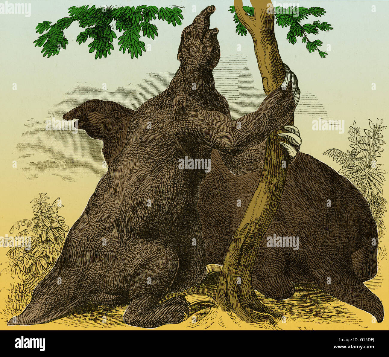 Megatherium wiederhergestellt, nach den Entwürfen von W. Hawkins. Megatherium (Great Beast) war eine Gattung der Elefanten Größe Boden Faultiere endemisch in Mittelamerika und Südamerika, die aus dem Pliozän bis Pleistozän Epochen gelebt. Megatherium war ein o Stockfoto