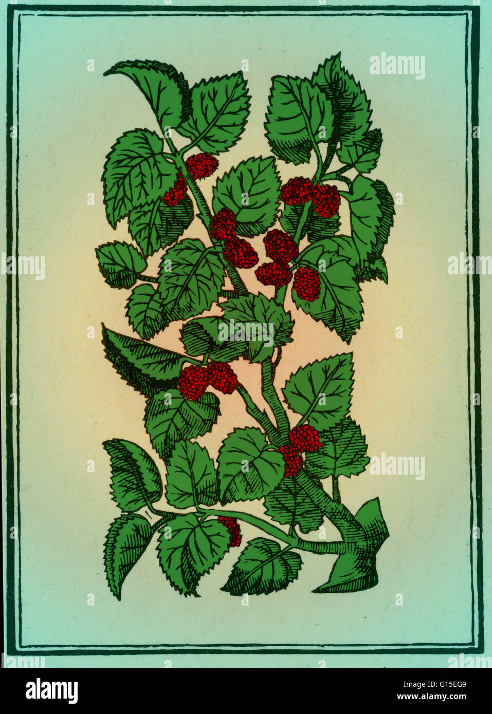Rote Maulbeere oder Silkworm Baum von Mattiolis Commentaires, Lyons, 1579. Die Maulbeere war in der Antike geschätzt. Die Römer aßen Maulbeeren in ihren festen, eine Tatsache, die aus den Satiren des Horaz bekannt. Maulbeeren sind auch in Ovid, erwähnt, die in Stockfoto