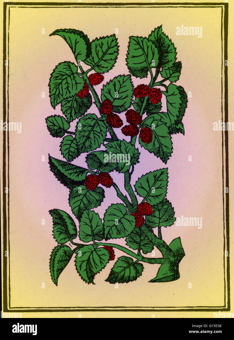 Rote Maulbeere oder Silkworm Baum von Mattiolis Commentaires, Lyons, 1579. Die Maulbeere war in der Antike geschätzt. Die Römer aßen Maulbeeren in ihren festen, eine Tatsache, bekannt aus "Satiren des Horaz." Maulbeeren sind auch in Ovid, erwähnt, die in th Stockfoto