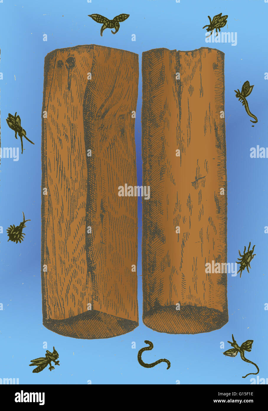 Santalum Album (indische Sandelholz oder weißes Sandelholz) ist ein kleiner tropischer Baum, das bekannteste Quelle des Sandelholzes. Diese Art genutzt, kultiviert und für viele Jahre gehandelt, einige Kulturen setzen großen Bedeutung auf seine duftenden ein Stockfoto