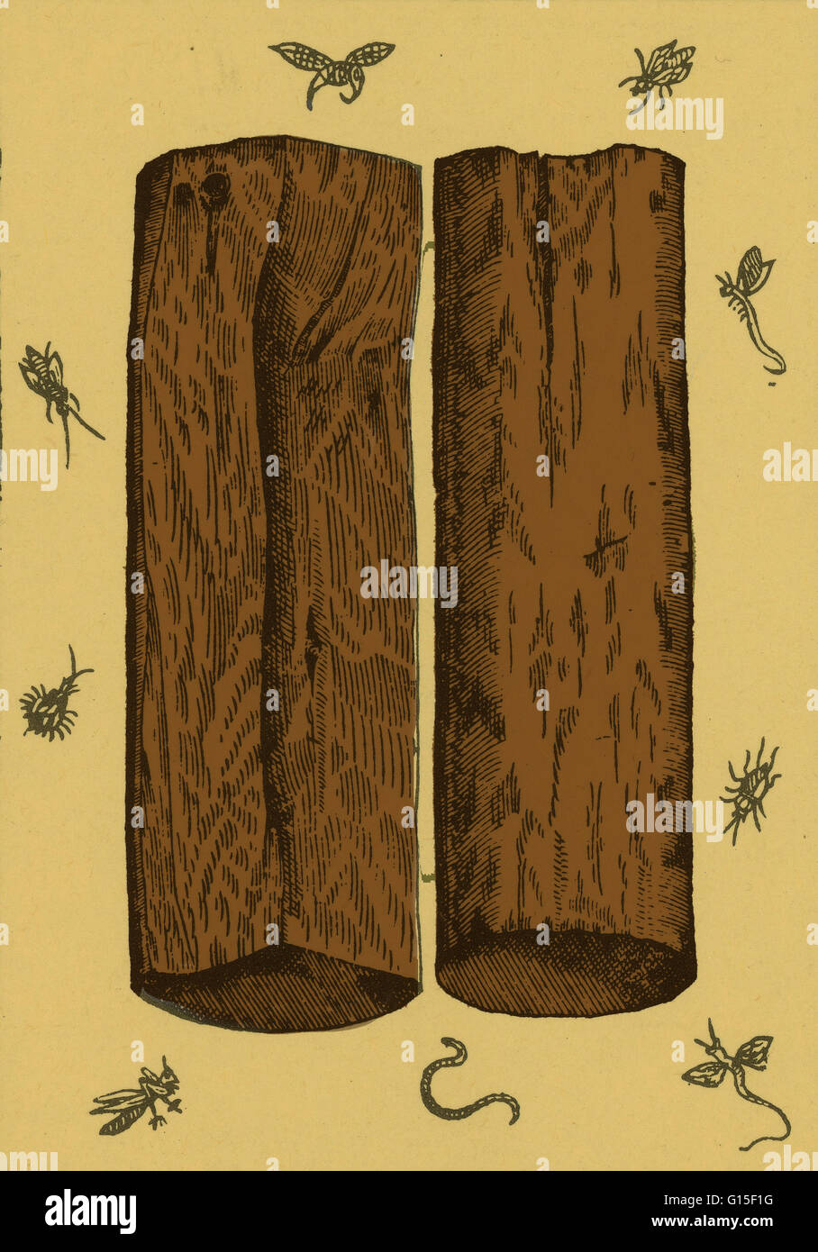 Santalum Album (indische Sandelholz oder weißes Sandelholz) ist ein kleiner tropischer Baum, das bekannteste Quelle des Sandelholzes. Diese Art genutzt, kultiviert und für viele Jahre gehandelt, einige Kulturen setzen großen Bedeutung auf seine duftenden ein Stockfoto