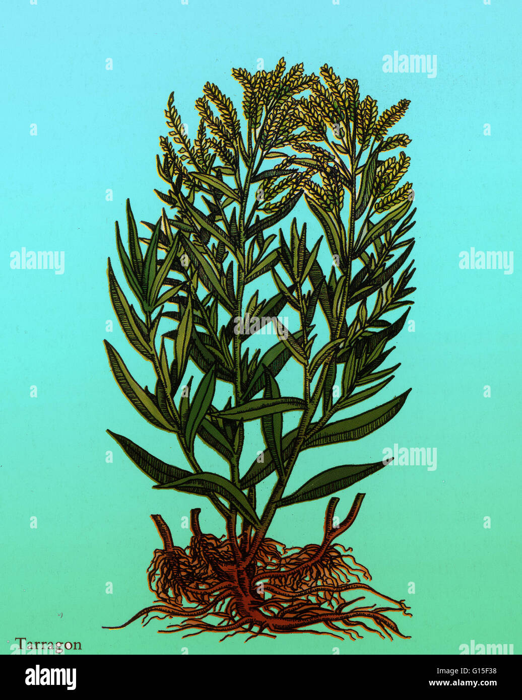Estragon oder des Drachen-Scharte (Artemisia Dracunculus) ist eine mehrjährige Pflanze in der Familie, die Asteraceae Wermut verwandt. Entsprechend seinen Artnamen, ist ein gebräuchlicher Begriff für das Werk "Drachen Kraut". Heimisch ist Sie in einem weiten Bereich der nördlichen Hemisphäre her Stockfoto
