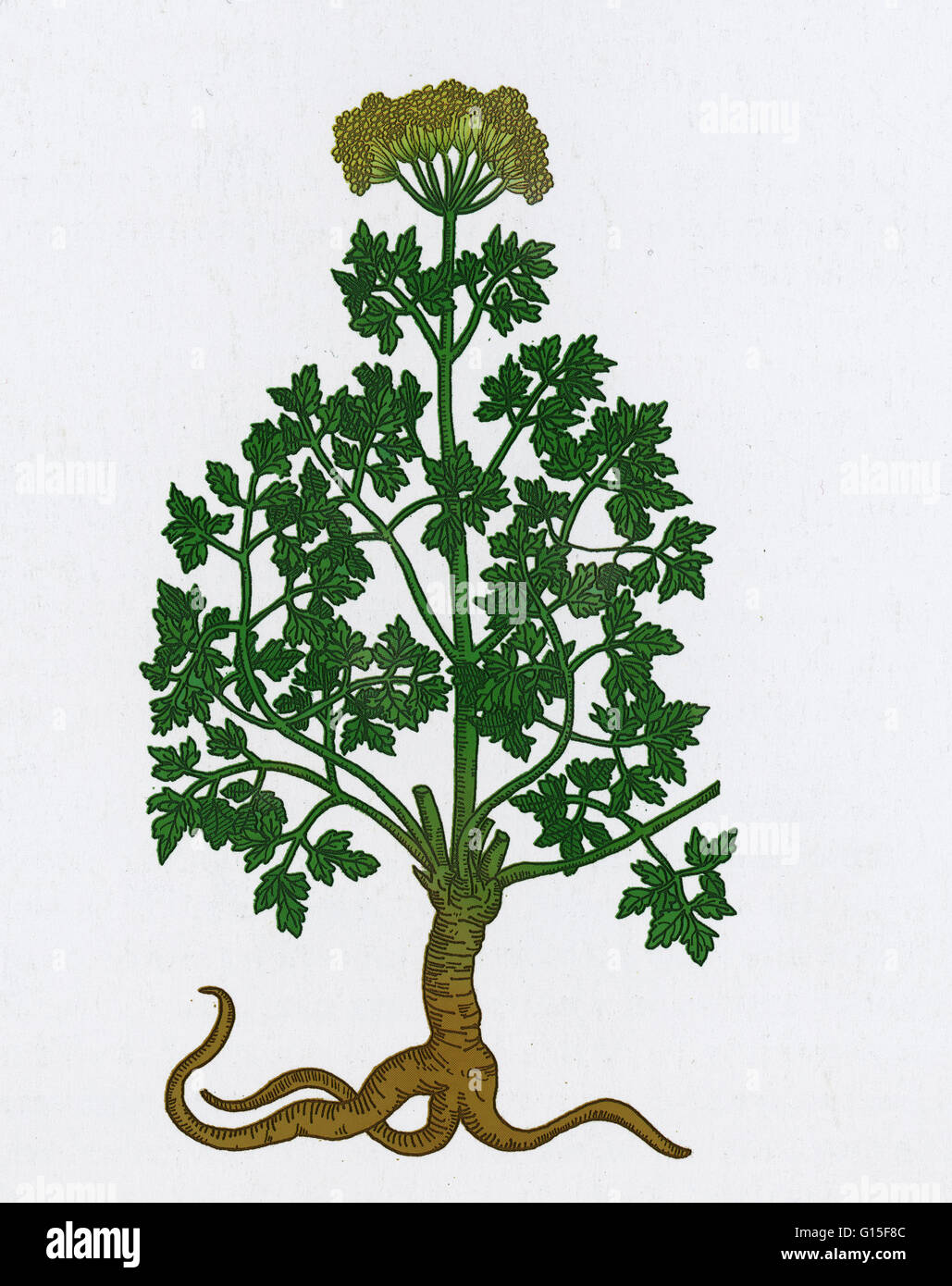 Petersilie (Petroselinum Crispum) ist eine Art von Petroselinum in der Familie Apiaceae, ursprünglich aus den zentralen Mittelmeerraum (Süd-Italien, Algerien und Tunesien), anderswo in Europa eingebürgert und kultiviert wie ein Kraut, Gewürz und ein vegetabl Stockfoto