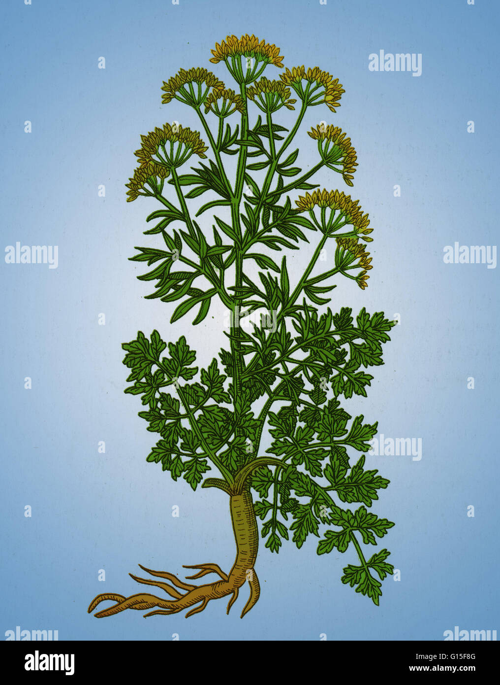 Petersilie (Petroselinum Crispum) ist eine Art von Petroselinum in der Familie Apiaceae, ursprünglich aus den zentralen Mittelmeerraum (Süd-Italien, Algerien und Tunesien), anderswo in Europa eingebürgert und kultiviert wie ein Kraut, Gewürz und ein vegetabl Stockfoto