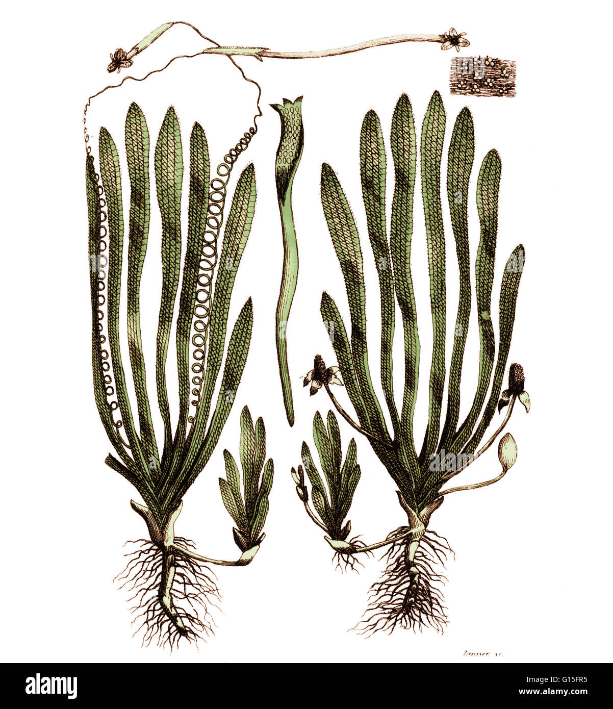 Colorierte Illustration von Vallisneria Spiralis Darwins zweibändige "Botanischen Garten" von 1789 entnommen. Stockfoto