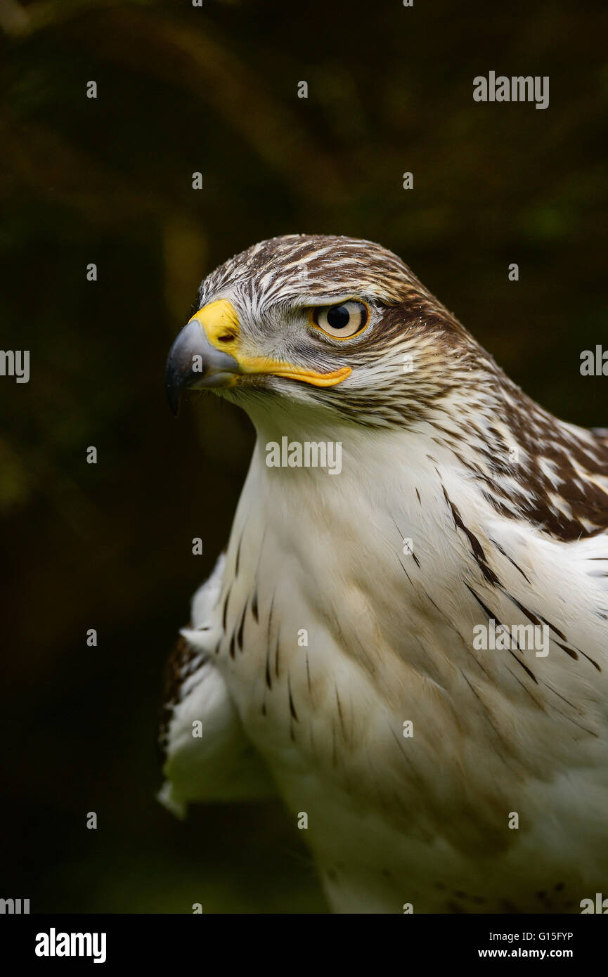 Eisenhaltiger Falke, Vereinigtes Königreich, Europa Stockfoto