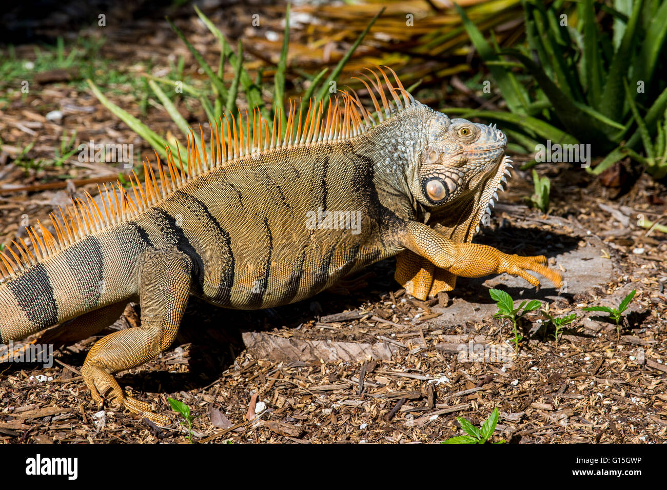 Grüner Leguan, Iguana Iguana, Grassy Key, Florida, Vereinigte Staaten von Amerika, Nordamerika Stockfoto