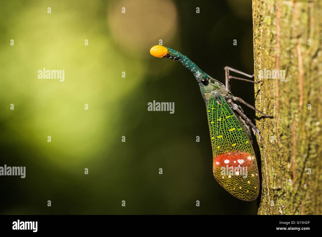 Orange-Tip Lantern Fly (Pyrops Intricata), Indonesien, Südostasien Stockfoto