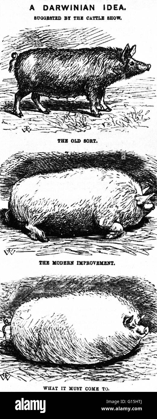 Bildunterschrift lautet: "ein 1865 Punch Cartoon, präsentiert ein Schwein entwickelt sich schrittweise zu einer lebenden Schinken mit nur Schnauze und Rute bleiben, zeigt, wie schnell Darwins Evolutionstheorie 1859 eine allgemeine Verbreitung gewonnen hatte." Stockfoto