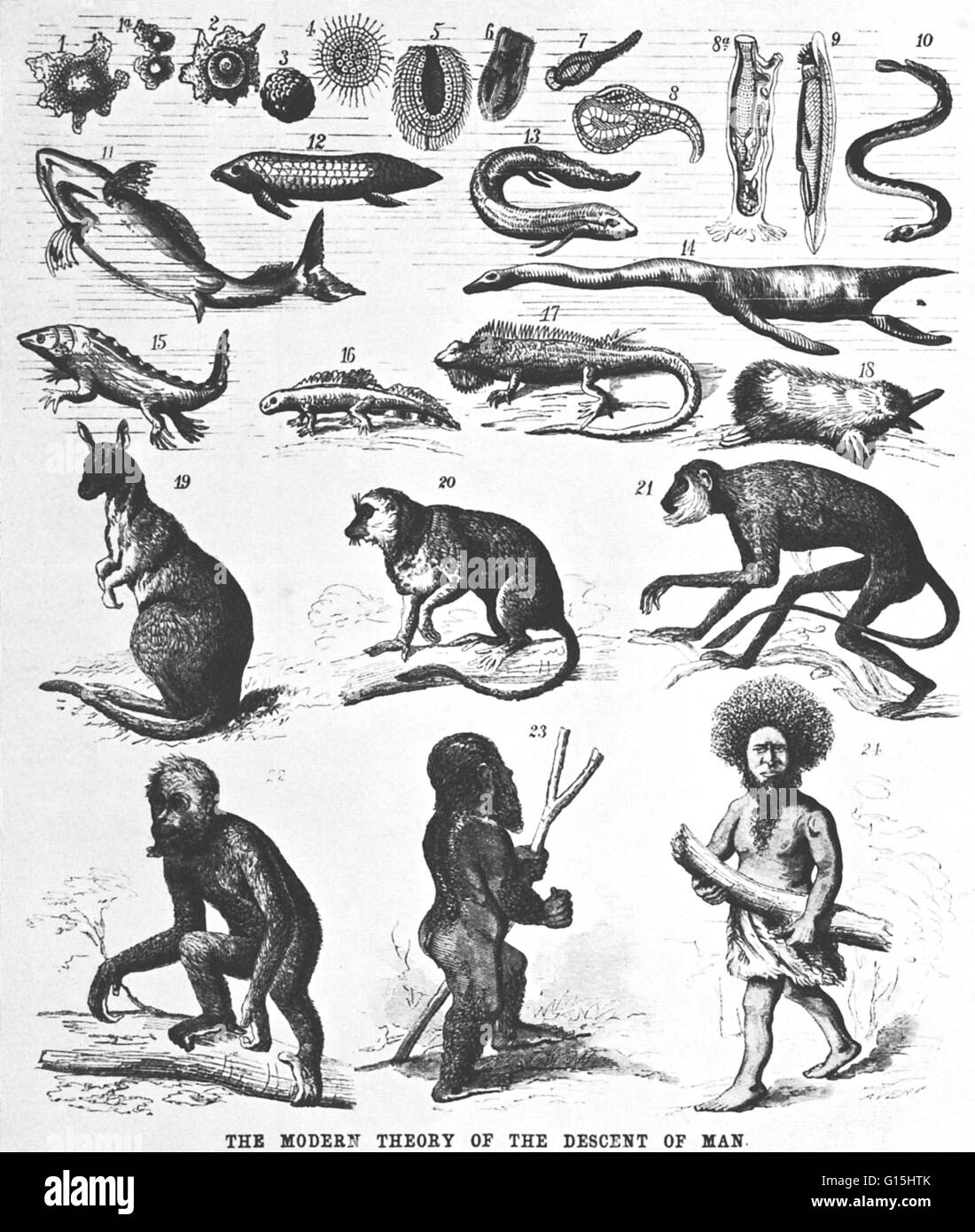 Im Jahre 1871 Ernst Haeckel, als Reaktion auf Darwins "die Abstammung des Menschen", auf die Theorie ausgearbeitet und zog diesen Stammbaum. Seine Begeisterung brachte ihn dazu, nicht ordnungsgemäß das Schnabeltier und Känguru als Vorfahren des Menschen gehören. Aber im Chart-der Entstehung des Menschen Stockfoto