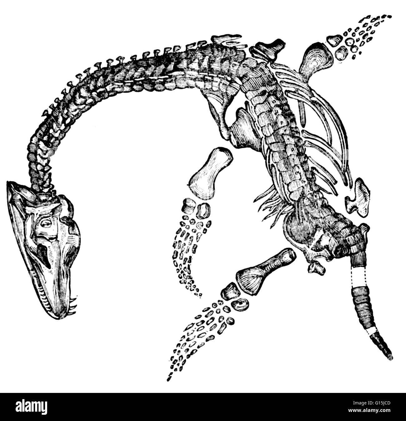Plesiosaurus sind große marine Sauropterygian Reptilien mit einem kleinen Kopf auf einem langen Hals ein kurzes Heck und vier paddelförmigen Gliedmaßen; von der Jura- und Kreidezeit. Sauropterygia (Eidechse Flossen) waren eine Gruppe von sehr erfolgreichen aquatische Reptilien, Flouris Stockfoto