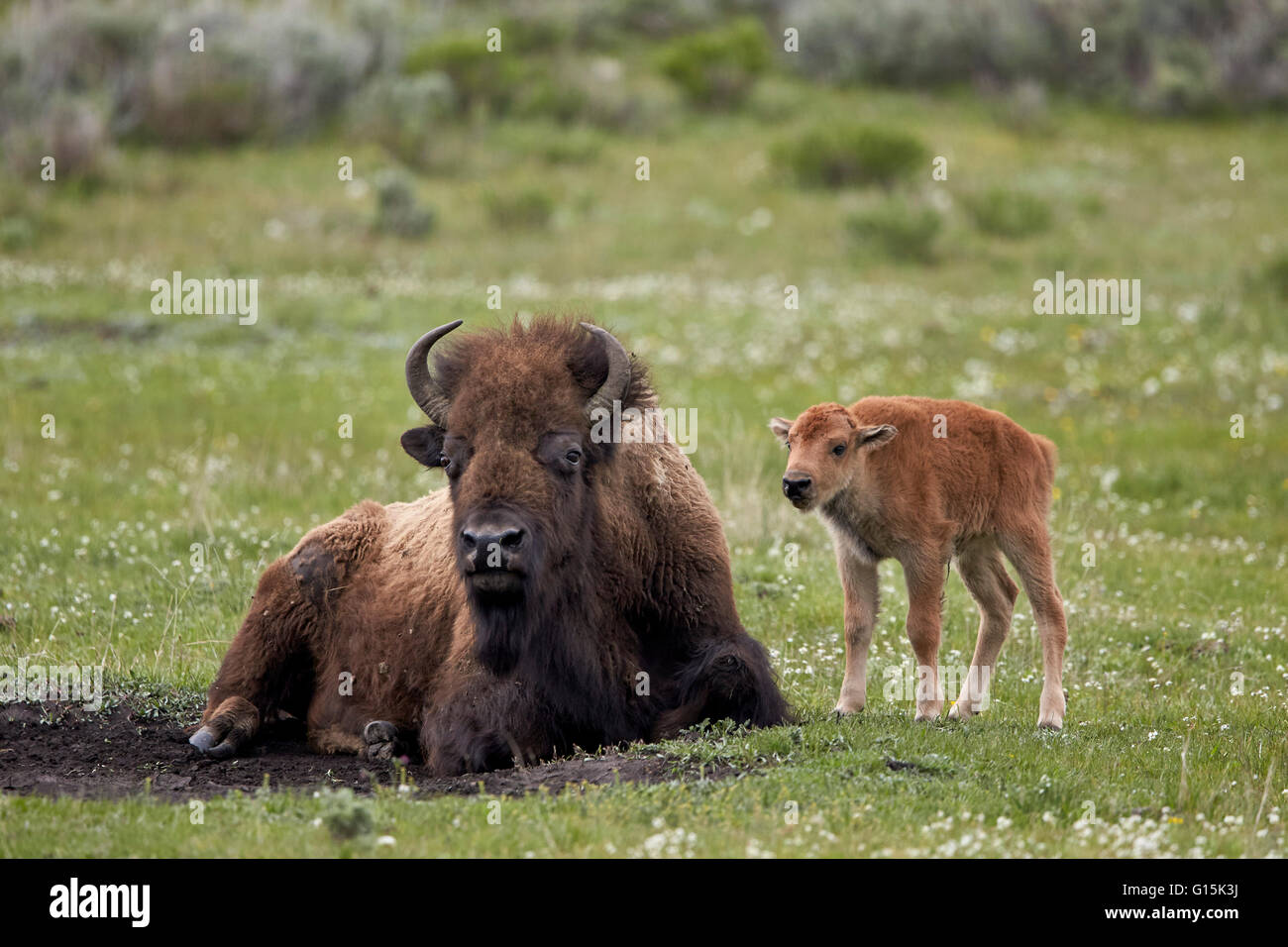 Bisons (Bison Bison) Kuh und Kalb, Yellowstone-Nationalpark, Wyoming, Vereinigte Staaten von Amerika, Nordamerika Stockfoto
