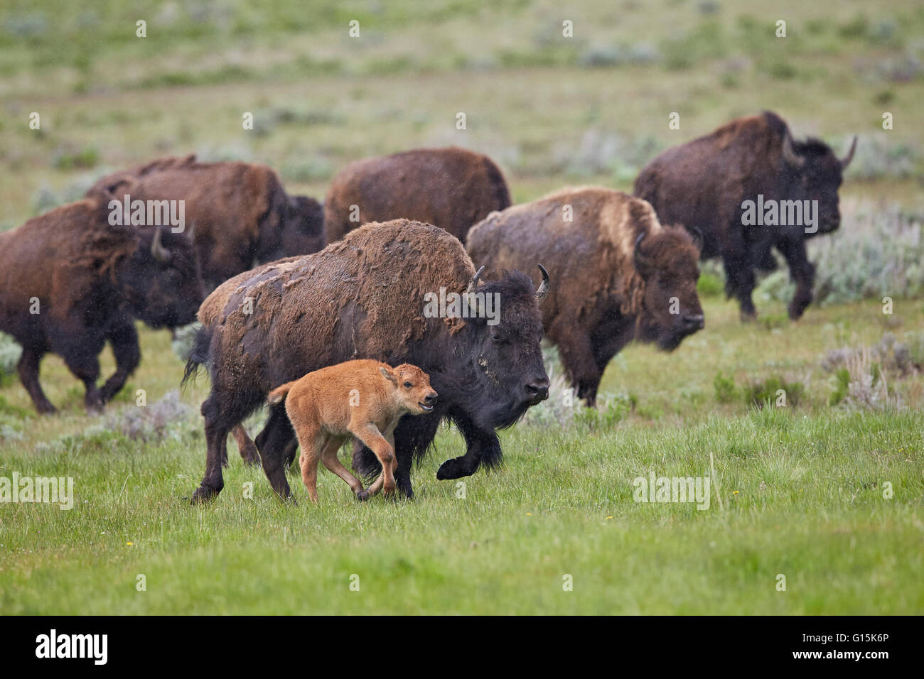 Bisons (Bison Bison) Kuh und Kalb laufen im Regen, Yellowstone-Nationalpark, Wyoming, Vereinigte Staaten von Amerika Stockfoto