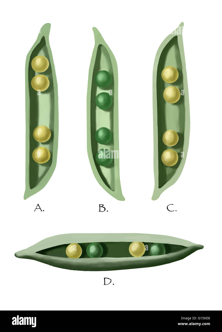 Darstellung, die genetische Variationen von Gregor Mendel (1822-1884) gefunden in seine bahnbrechende Experimente mit Erbsenpflanzen (Pisum Sativum). Gelb (A) und grüne Erbsen (B), wenn für eine Generation gekreuzt produziert nur Gelbe Erbsen (C); Zucht das C-g Stockfoto