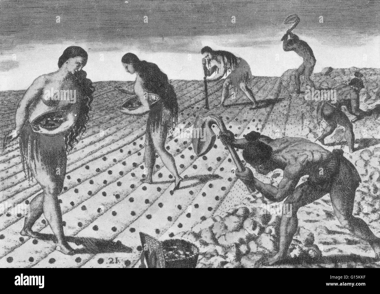 Timucuan Inder Pflanzen Mais, aus "Brevis Narratio Eorum Quae in Florida Americai Provincia Gallis Acciderunt", veröffentlicht im Jahre 1591 mit Gravuren von Theodore de Bry (1528-98). Die amerikanischen Indianer begann Anhebung Squash vor 7.000 Jahren. In den nächsten Stockfoto