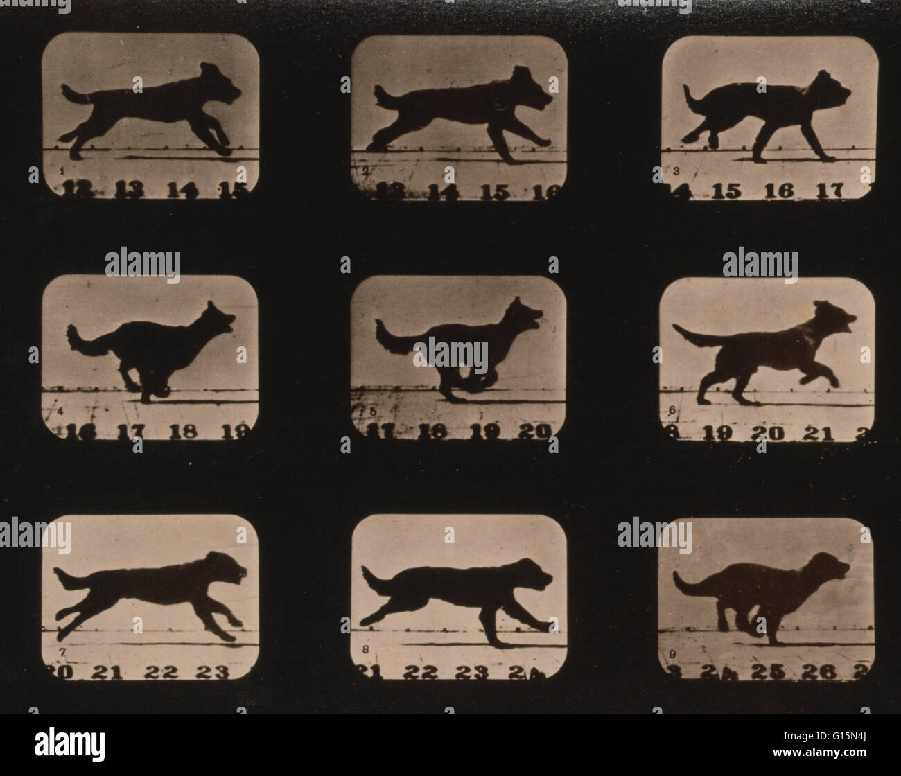 Muybridge tierische Fortbewegung, Hund ausführen, 1881. Foto zeigt 9 aufeinanderfolgende Bildern eines Hundes ausgeführt. Eadweard James Muybridge (9. April 1830 - 8. Mai 1904) war ein englischer Fotograf wichtig für seine Pionierarbeit in fotografischen Studien der Bewegung Stockfoto