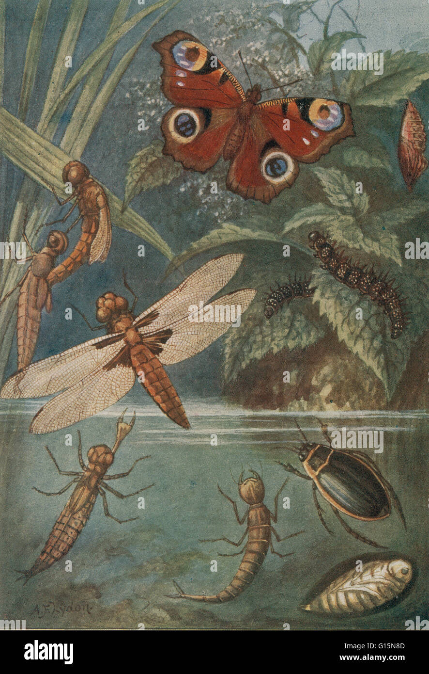 Unter dem Titel: Metamorphosen, Leben Zyklus der Insekten. (1) Libelle, Larve (2), (3) Insekt aus Nymphe Dragonlfy, (4) perfekte Insekten, Raupen (5), (6) die Puppe eines Schmetterlings, Vanessa Io (7) perfekte Insekt, (8) Larve, Nymphe (9) ein Wasser-Rüben Stockfoto