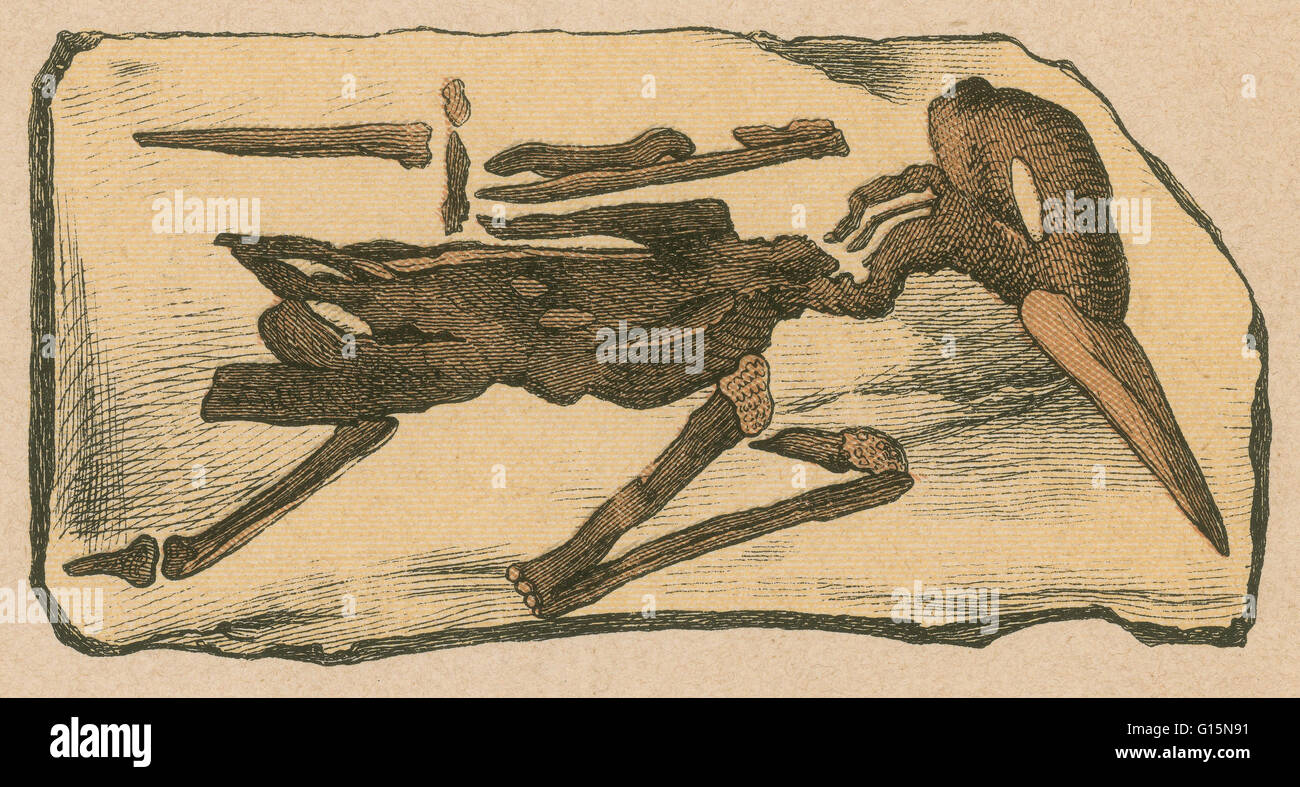 Lithographie-Print aus einem seltenen Werk von G.H.Schubert berechtigt, illustriert Geologie und Paläontologie, 1886. Diese Serie erschien ab 1896 und ist ein großes Werk über Fossilien von Dinosauriern. Versteinerten Vogel, keine Spezies bezeichnet. Stockfoto