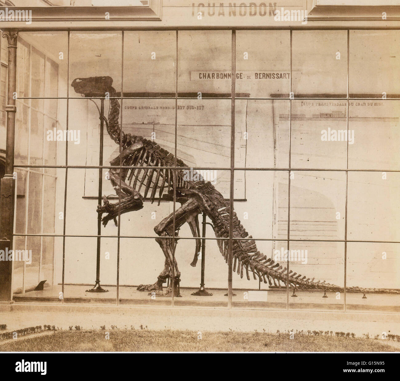 Iguanodon war eine massive pflanzenfressenden langschwänzigen zweibeinigen Dinosaurier der Gattung Iguanodon, häufig in Europa und N Afrika in Jura und Kreide Zeiten: Unterordnung Ornithopoda (Ornithopods). Sie könnte waren sperrig und von Bipedie zu Quadrupedality. Stockfoto
