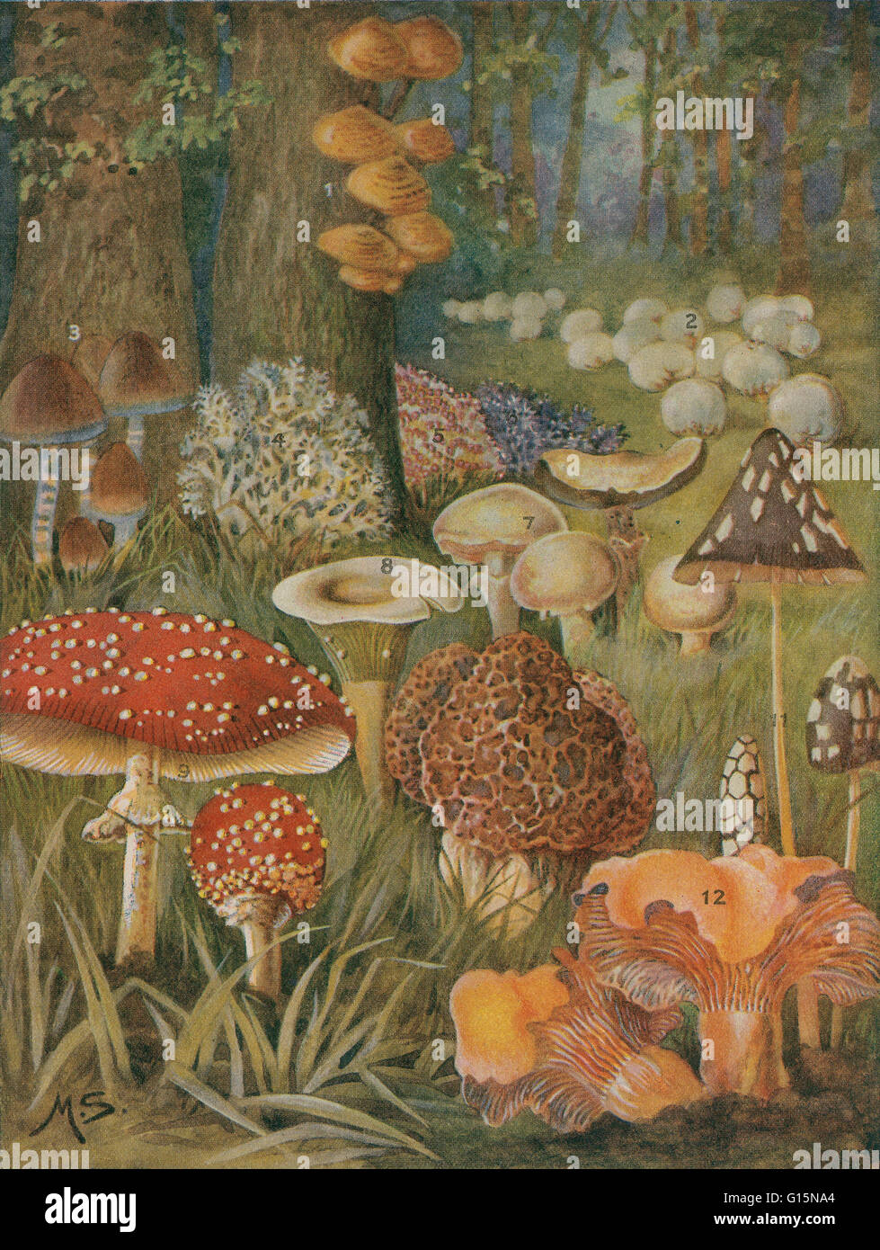 Zwölf der prominentesten Bürger des Landes der Pilze sind in dieser Lithographie Anfang des 20. Jahrhunderts dargestellt. Alle sind essbar, außer (9) die tödlichen fliegen Pilz. (4) Korallen Clavaria und (8) Pergament Lacatarius sind essbar wenn perfekt, aber wenn Imperfe Stockfoto