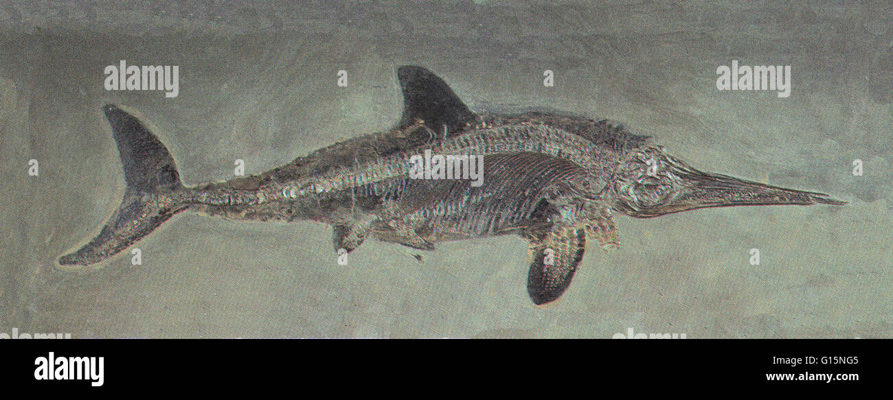 Fischsaurier waren marine Riesenechsen, die Delfine in ein klassisches Beispiel für konvergente Evolution ähnelte. Sie blühte während eines Großteils des Mesozoikum. Während der mittleren Trias entstanden sie aus noch unbekannten Land Reptilien, die b verschoben Stockfoto