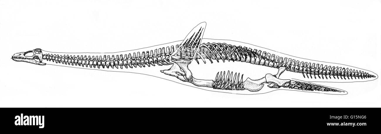 Plesiosauria ist eine Bestellung der mesozoischen marinen Reptilien. Plesiosaurier erschien zuerst in der frühen Jurazeit und wurde besonders häufig während der Jurazeit, gedeiht bis die Kreide-Paläogen Aussterben am Ende der Kreidezeit. Stockfoto