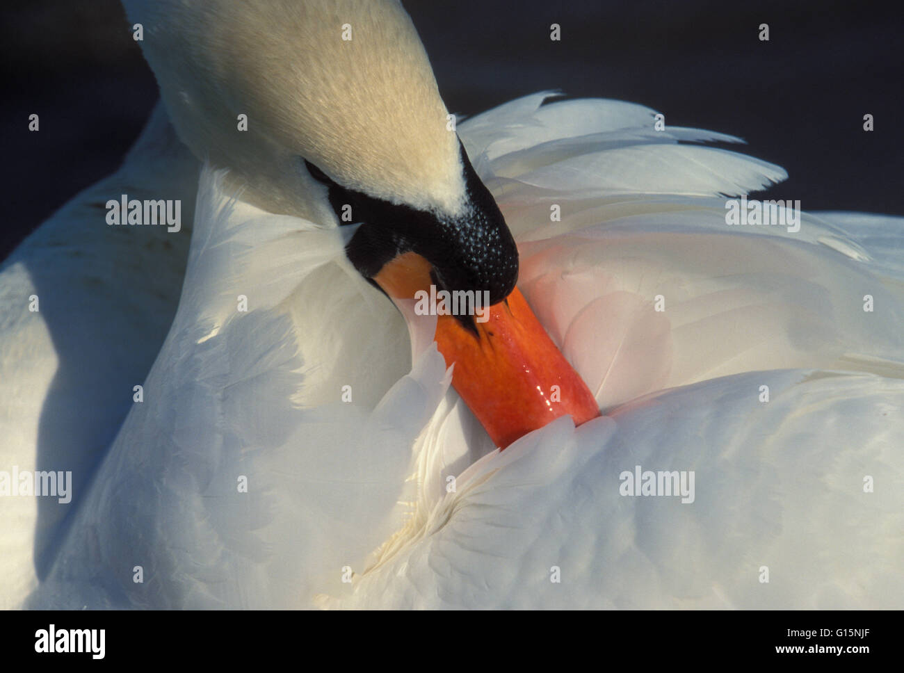 DEU, Deutschland, Höckerschwan (lat. Cygnus Olor) DEU, Deutschland, Hoeckerschwan (lat. Cygnus Olor) Stockfoto