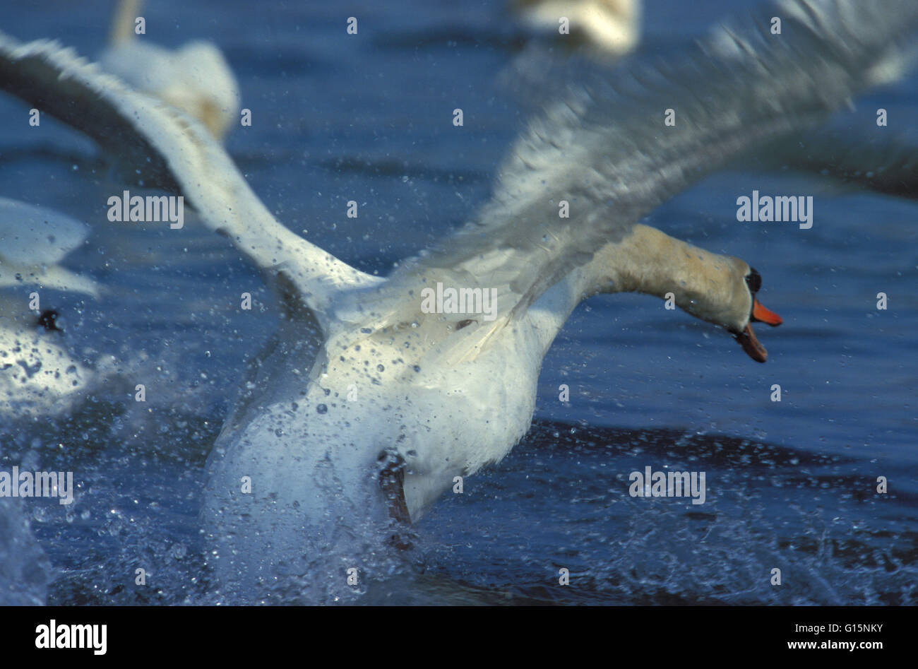 DEU, Deutschland, Angriff von einem Höckerschwan (lat. Cygnus Olor) auf einen Rivalen DEU, Deutschland, Angriff Eines Hoeckerschwans (lat. Cygnus o Stockfoto