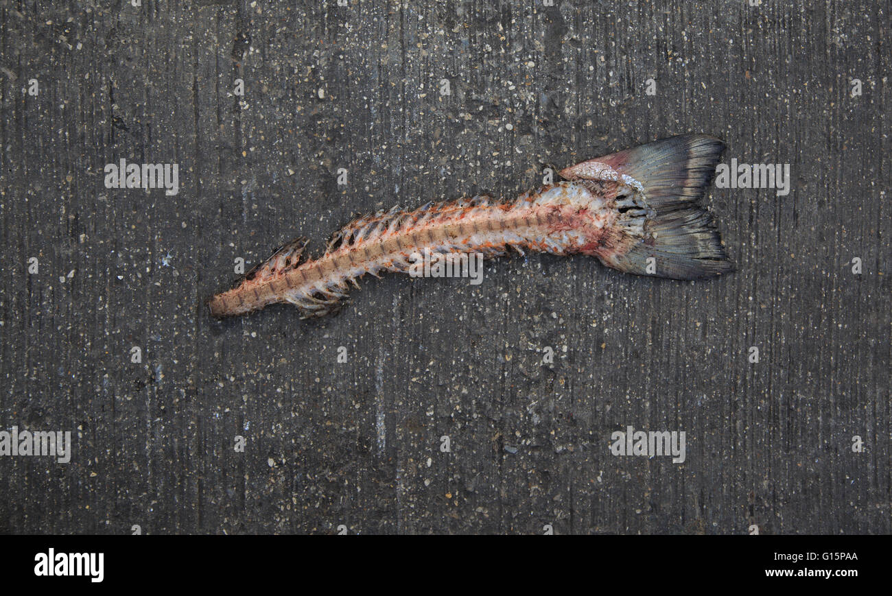 Flache Laien Blick auf einen toten Fisch in England. Stockfoto