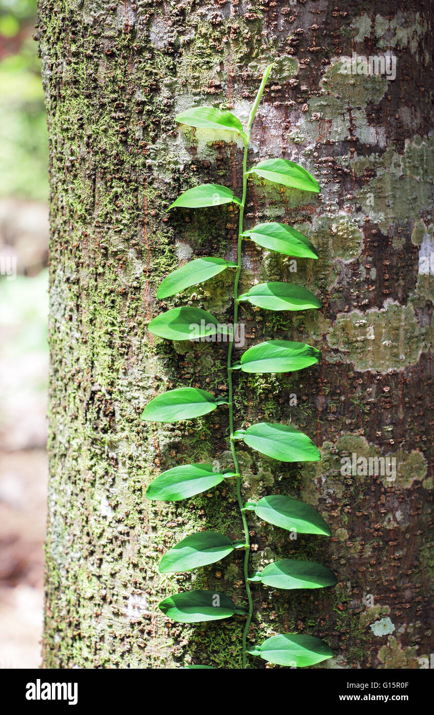 Rebe Flechten bedeckten Baumstamm klettern. Abwesenheit von Flechten ist ein Indiz für die Luftverschmutzung, Zerstörung der Ozonschicht, etc. Stockfoto